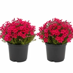 Creeping Phlox Live Plants - 2 Pack, 4-7 Inch, Vibrant Ground Cover Perennial Flowers - Image 1