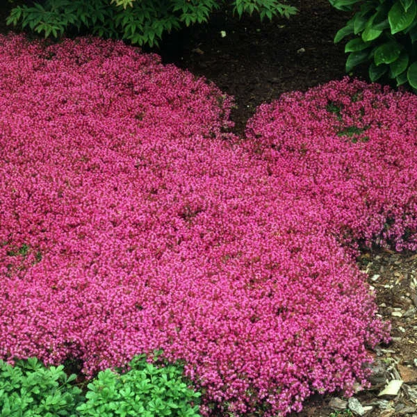 Creeping Thyme 'Coccinueus' Live Perennial Plant - Groundcover - Image 2