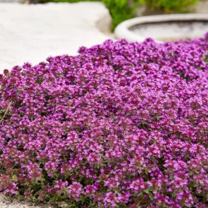 Creeping Thyme 'Coccinueus' Live Perennial Plant - Groundcover - Image 1