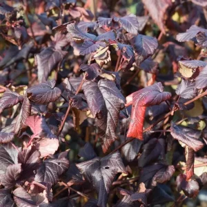Crimson Diablo Ninebark Live Plant – 6-12in Tall – 2.5in Pot – Hardy Purple Shrub - Image 10