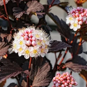 Crimson Diablo Ninebark Live Plant – 6-12in Tall – 2.5in Pot – Hardy Purple Shrub - Image 2