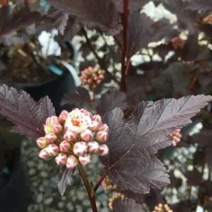 Crimson Diablo Ninebark Live Plant – 6-12in Tall – 2.5in Pot – Hardy Purple Shrub - Image 4
