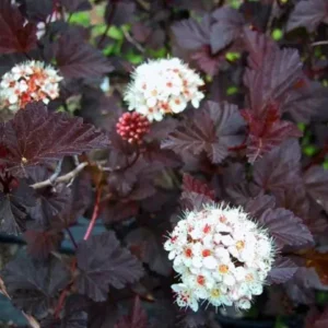 Crimson Diablo Ninebark Live Plant – 6-12in Tall – 2.5in Pot – Hardy Purple Shrub - Image 5