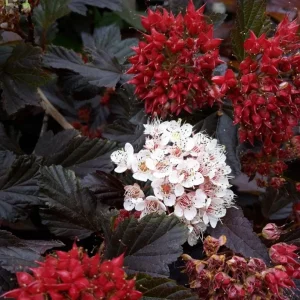 Crimson Diablo Ninebark Live Plant – 6-12in Tall – 2.5in Pot – Hardy Purple Shrub - Image 6