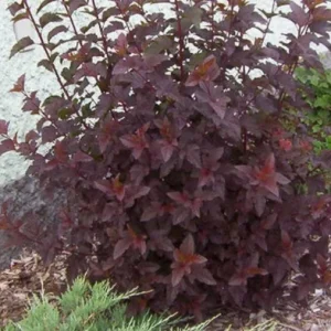 Crimson Diablo Ninebark Live Plant – 6-12in Tall – 2.5in Pot – Hardy Purple Shrub - Image 9