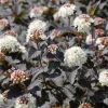 Crimson Diablo Ninebark Live Plant – 6-12in Tall – 2.5in Pot – Hardy Purple Shrub - Image 1
