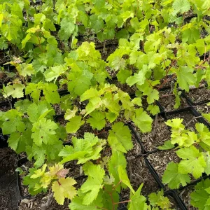 Crimson Seedless Grape Vine Live Plant - Sweet Table Grapes - Image 2