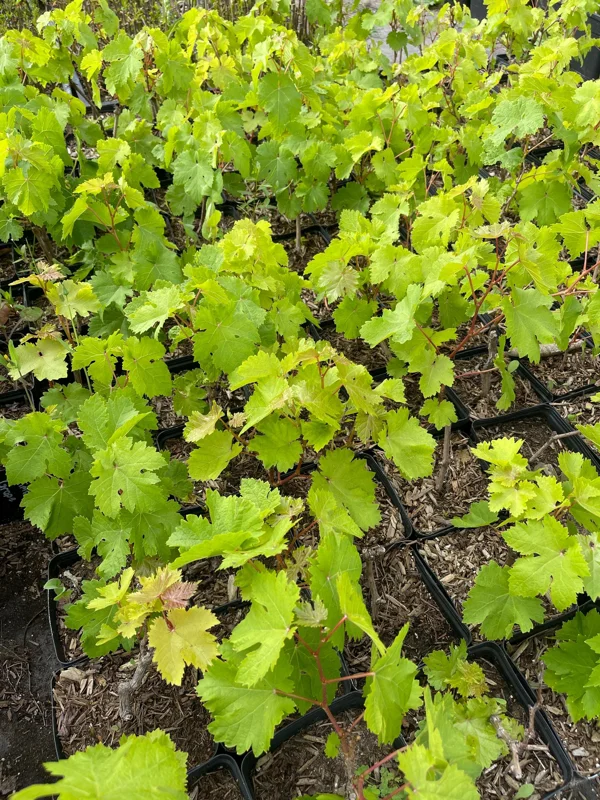 Crimson Seedless Grape Vine Live Plant - Sweet Table Grapes - Image 2