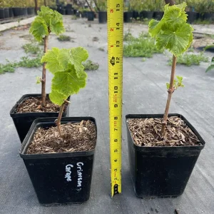 Crimson Seedless Grape Vine Live Plant - Sweet Table Grapes - Image 3