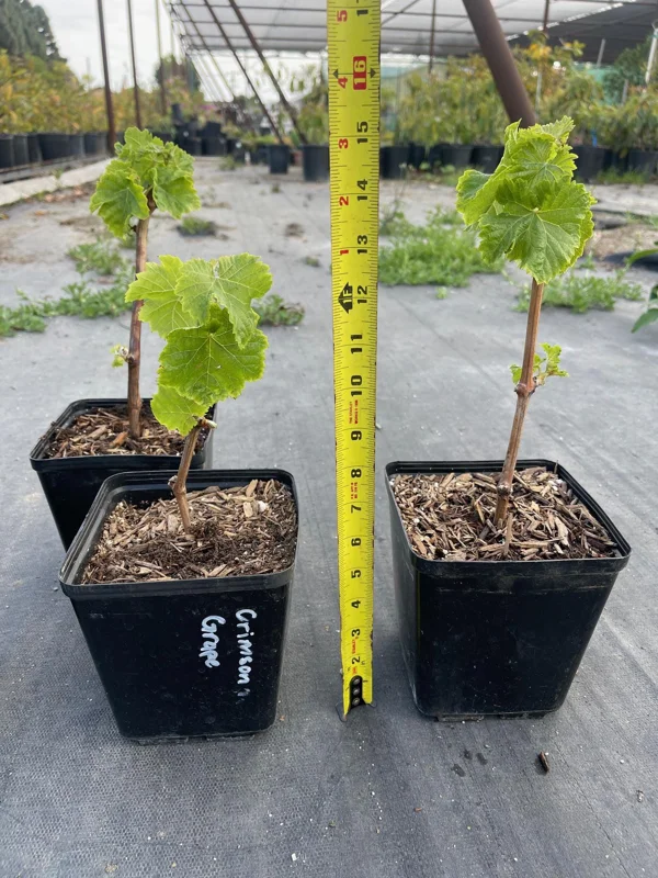 Crimson Seedless Grape Vine Live Plant - Sweet Table Grapes - Image 3
