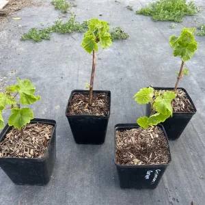 Crimson Seedless Grape Vine Live Plant - Sweet Table Grapes - Image 4