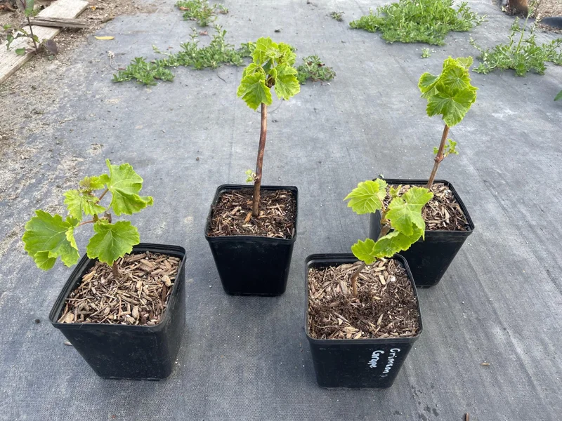 Crimson Seedless Grape Vine Live Plant - Sweet Table Grapes - Image 4
