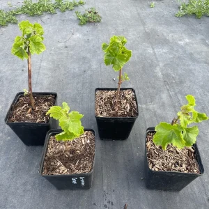 Crimson Seedless Grape Vine Live Plant - Sweet Table Grapes - Image 5