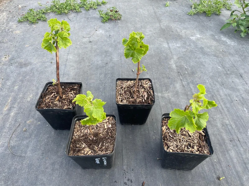 Crimson Seedless Grape Vine Live Plant - Sweet Table Grapes - Image 5