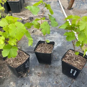 Crimson Seedless Grape Vine Live Plant - Sweet Table Grapes - Image 1