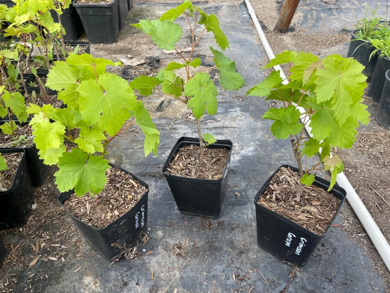 Crimson Seedless Grape Vine Live Plant - Sweet Table Grapes - Image 1