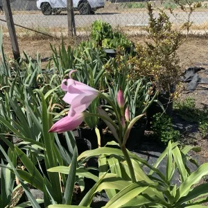 Crinum x Powellii Pink Lily Bulb – 1 Large 3-4” Blooming Age Fragrant - Image 10
