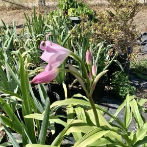 Crinum x Powellii Pink Lily Bulb – 1 Large 3-4” Blooming Age Fragrant - Image 11