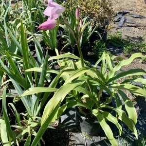 Crinum x Powellii Pink Lily Bulb – 1 Large 3-4” Blooming Age Fragrant - Image 12