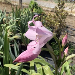 Crinum x Powellii Pink Lily Bulb – 1 Large 3-4” Blooming Age Fragrant - Image 13