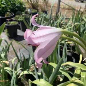 Crinum x Powellii Pink Lily Bulb – 1 Large 3-4” Blooming Age Fragrant - Image 14