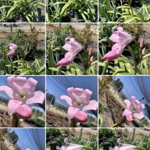 Crinum x Powellii Pink Lily Bulb – 1 Large 3-4” Blooming Age Fragrant - Image 2