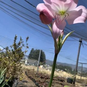 Crinum x Powellii Pink Lily Bulb – 1 Large 3-4” Blooming Age Fragrant - Image 3