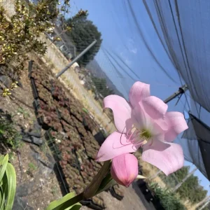 Crinum x Powellii Pink Lily Bulb – 1 Large 3-4” Blooming Age Fragrant - Image 4