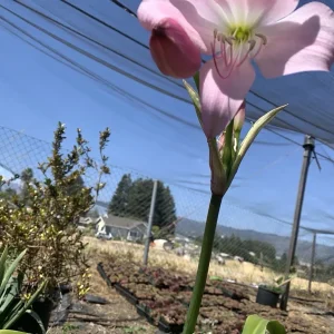 Crinum x Powellii Pink Lily Bulb – 1 Large 3-4” Blooming Age Fragrant - Image 5