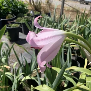Crinum x Powellii Pink Lily Bulb – 1 Large 3-4” Blooming Age Fragrant - Image 6