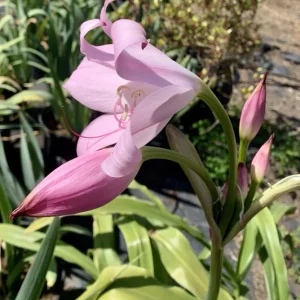Crinum x Powellii Pink Lily Bulb – 1 Large 3-4” Blooming Age Fragrant - Image 7