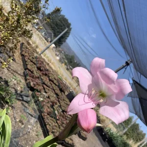 Crinum x Powellii Pink Lily Bulb – 1 Large 3-4” Blooming Age Fragrant - Image 8