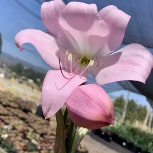 Crinum x Powellii Pink Lily Bulb – 1 Large 3-4” Blooming Age Fragrant - Image 9