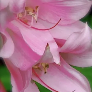 Crinum x Powellii Pink Lily Bulb – 1 Large 3-4” Blooming Age Fragrant - Image 1
