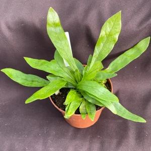 Crocodile Fern Microsorum musifolium Live Plant - 3 Inch Pot - Indoor Foliage - Image 2