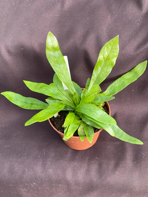 Crocodile Fern Microsorum musifolium Live Plant - 3 Inch Pot - Indoor Foliage - Image 2