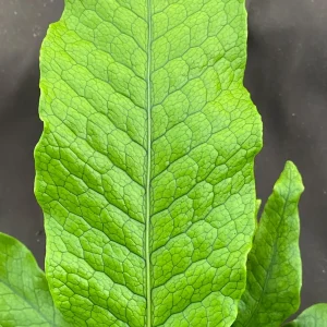 Crocodile Fern Microsorum musifolium Live Plant - 3 Inch Pot - Indoor Foliage - Image 1