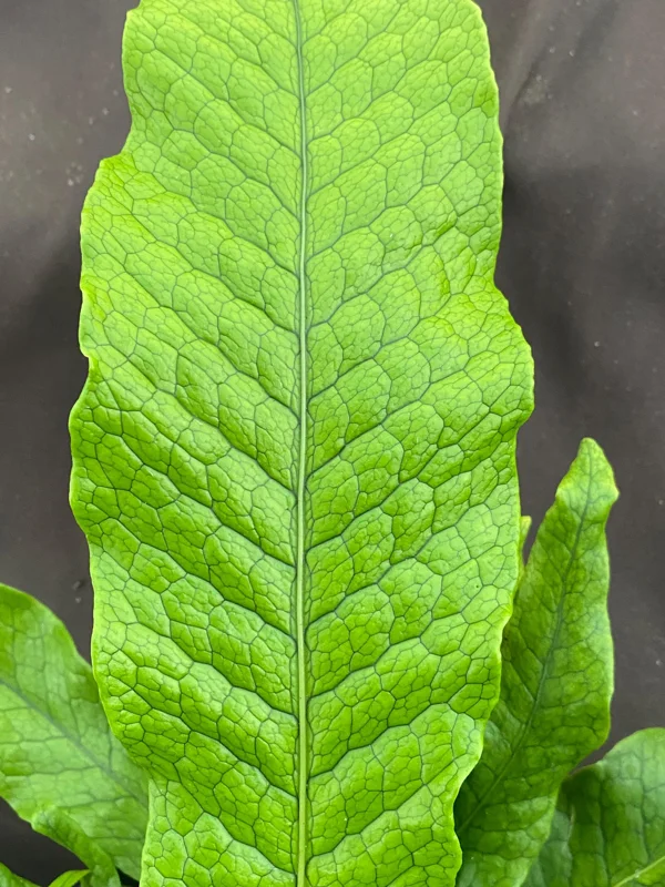 Crocodile Fern Microsorum musifolium Live Plant - 3 Inch Pot - Indoor Foliage - Image 1