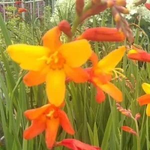 Crocosmia Montbretia Orange Red Flower Bulbs - 15 Count Live Bulbs - Image 2