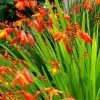 Crocosmia Montbretia Orange Red Flower Bulbs - 15 Count Live Bulbs - Image 1