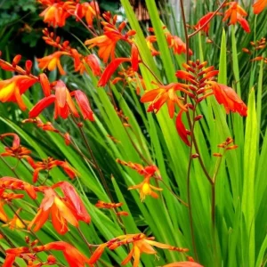 Crocosmia Montbretia Orange Red Flower Bulbs - 15 Count Live Bulbs - Image 1