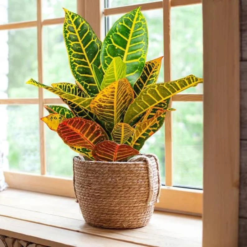 Croton Petra Live Plant – 6 inch Potted – Striking Orange, Yellow, Red Leaves – Indoor/Outdoor - Image 2