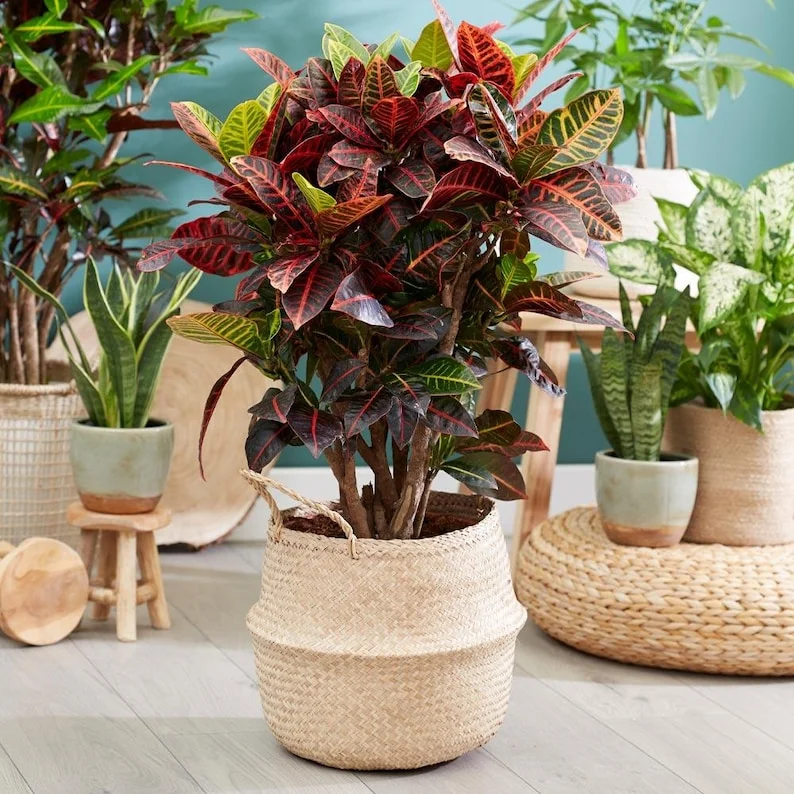 Croton Petra Live Plant – 6 inch Potted – Striking Orange, Yellow, Red Leaves – Indoor/Outdoor - Image 3