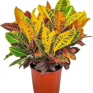 Croton Petra Live Plant – 6 inch Potted – Striking Orange, Yellow, Red Leaves – Indoor/Outdoor - Image 1