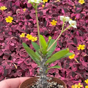 Crown of Thorns White Hybrid Live Plant - Euphorbia Milii Splendens - Easy Care Succulent - Image 2