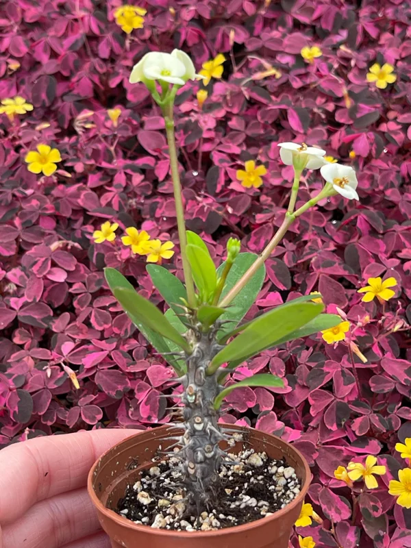 Crown of Thorns White Hybrid Live Plant - Euphorbia Milii Splendens - Easy Care Succulent - Image 2