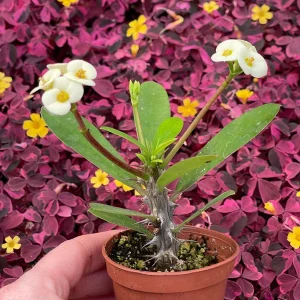 Crown of Thorns White Hybrid Live Plant - Euphorbia Milii Splendens - Easy Care Succulent - Image 3