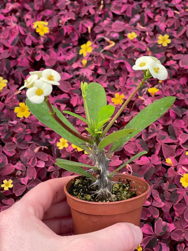 Crown of Thorns White Hybrid Live Plant - Euphorbia Milii Splendens - Easy Care Succulent - Image 3