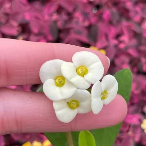 Crown of Thorns White Hybrid Live Plant - Euphorbia Milii Splendens - Easy Care Succulent - Image 4