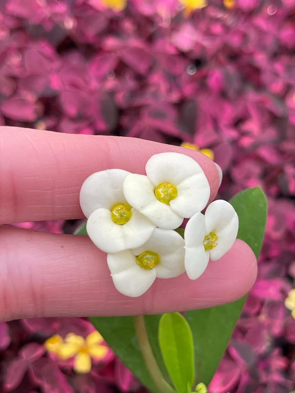 Crown of Thorns White Hybrid Live Plant - Euphorbia Milii Splendens - Easy Care Succulent - Image 4